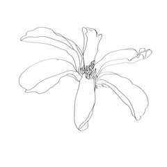 magnolia flower isolated on white