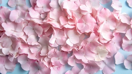 A beautiful arrangement of soft pink hydrangea petals scattered elegantly on a light blue background.