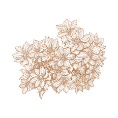 A pen and ink drawing of a bush with many flowers and leaves. The drawing is in a brown color.