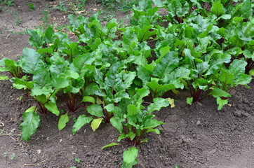 Growing Beetroots in the organic farm