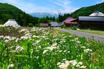 初夏の青鬼地区。白馬、長野、日本。5月下旬。