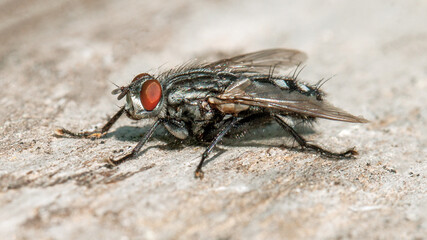 close up of fly