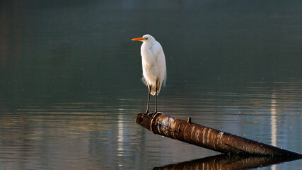 great blue heron ardea alba