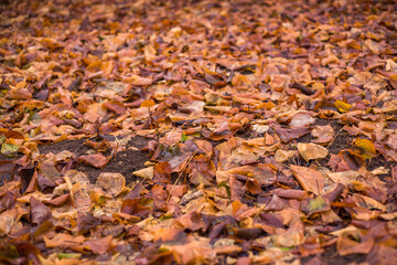 Autumn creative composition. Beautiful autumn leaves as background.