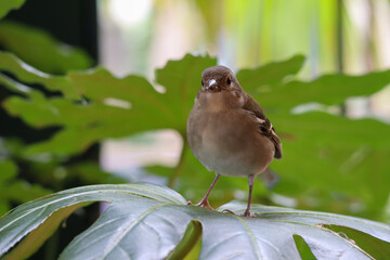 A small grey bird, Chaffinch, sitting on a monstera plant