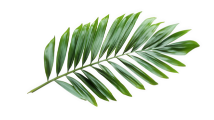 a vibrant green palm leaf is displayed against a white background. showcasing its elongated shape and glossy texture various purposes. including decoration. design. or nature-related themes