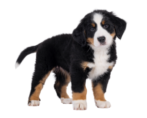 Adorable Bernese Mountain dog puppy, standing up side ways. Looking curious to camera with cute head tilt. Isolated cutout on a transparent background