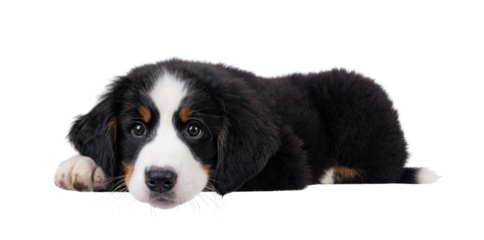 Adorable Bernese Mountain dog puppy, laying down side ways with head down. Looking curious beside camera. Isolated cutout on a transparent background