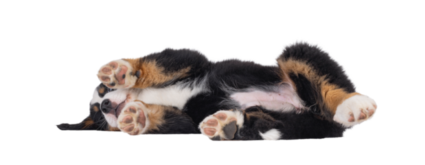 Adorable Bernese Mountain dog puppy, laying down side ways. Showing belly and toe beans. Isolated cutout on a transparent background