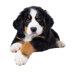 Adorable Bernese Mountain dog puppy, laying down facing front. Looking curious to camera. Isolated cutout on a transparent background