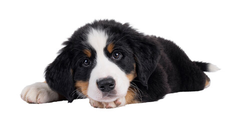 Adorable Bernese Mountain dog puppy, laying down side ways with head down. Looking curious to camera. Isolated cutout on a transparent background