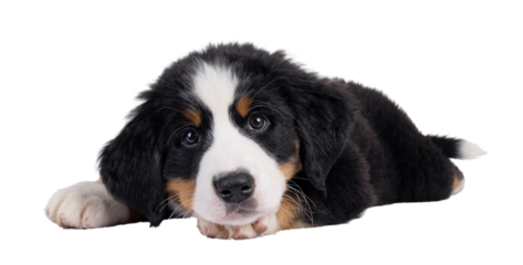 Adorable Bernese Mountain dog puppy, laying down side ways with head down. Looking curious to camera. Isolated cutout on a transparent background