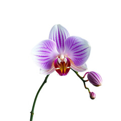 Obraz premium Beautiful White and Purple Orchid Flower Isolated on Black Background