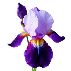 Elegant Purple Iris Flower in Full Bloom with Delicate Petals