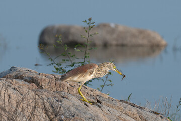 A beautiful pond heron bird perched on a rock with blurred background