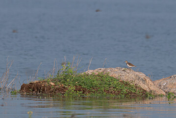 A beautiful small bird perched on a rock with blurred background