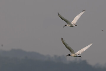 The two beautiful Ibis with dark wingtips and a long, curved beak flies against a pale, overcast sky.