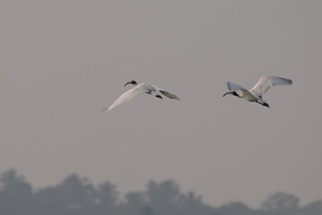 The two beautiful Ibis with dark wingtips and a long, curved beak flies against a pale, overcast sky.