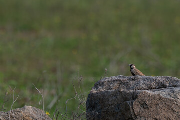 The beautiful Ashy crowned sparrow lark brown plumage, distinctive black throat patch, perched on a stone with blurred green background.