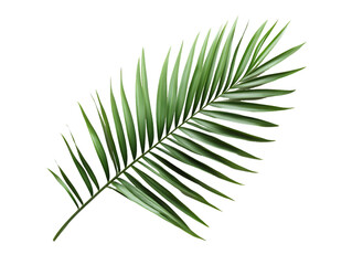 Fototapeta premium Single green palm frond isolated on transparent background. Vibrant, detailed image of tropical foliage, PNG
