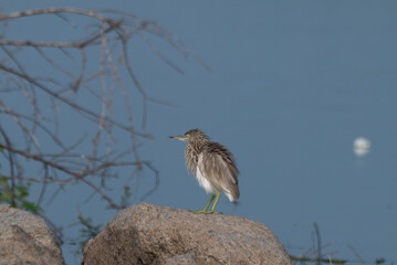 A beautiful small bird perched on a rock with blurred background