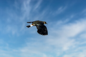 A lapwing bird flying above a field next to Bourges in France at a sunny day in spring.