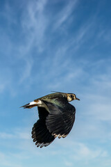 A lapwing bird flying above a field next to Bourges in France at a sunny day in spring.