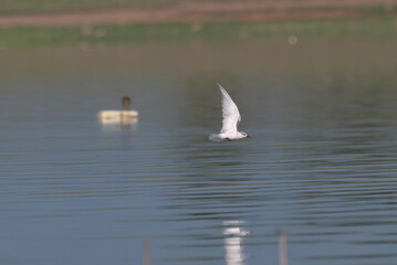 The beautiful Snowy crowned tern in flight over a calm body of water, wings outstretched, reflecting on the surface.