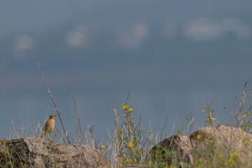 A beautiful small bird perched on a rock with blurred background
