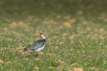 A lapwing bird walking across an agriculture field in France at a sunny day in spring.