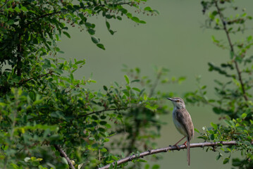 The beautiful plain prinia with its subtle plumage and delicate features perched on a branch with green leaves.