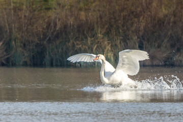 A beautiful white swan starting from a little lake not far away from Bourges, France  at a warm day in spring. © ms_pics_and_more