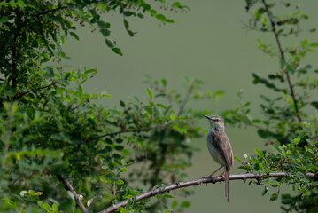 The beautiful plain prinia with its subtle plumage and delicate features perched on a branch with green leaves.