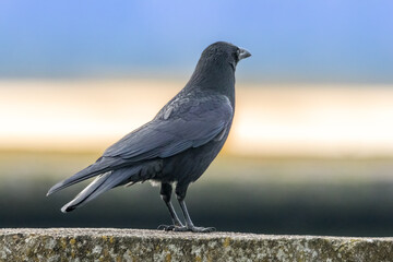 A crow standing on a wall in Bourges, France at a sunny evening in spring.
