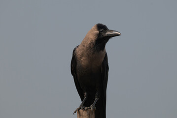 A beautiful House crow, Corvus splendens with its distinctive glossy black plumage and strong beak, set against a neutral background.