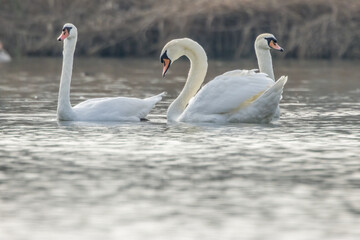 A group of swans swimming in a little lake in Bourges, France at a sunny day in spring.