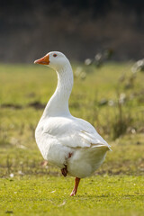 Wild domestic goose standing at a little lake in Bourges in France at a sunny evening in spring.