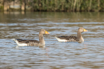 Greylag geese swimming in a little lake next to Bourges in France at a sunny evening in spring.
