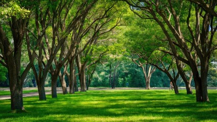 Obraz premium Lush green trees arching over a vibrant grassy park pathway with dappled sunlight illuminating the serene natural setting.