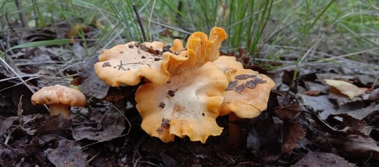 Chanterelle mushrooms in the forest. Yellow edible mushrooms on green moss