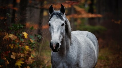 Fototapeta premium Stunning gray horse with a dark mane positioned centrally among warm autumn leaves in a blurred forest background showcasing vibrant fall colors.