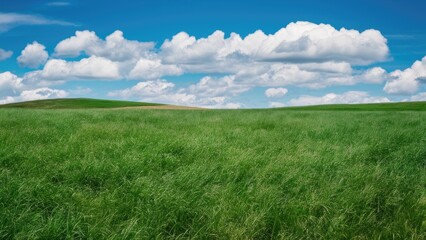 Obraz premium Vibrant green grass field stretching across the foreground under a clear bright blue sky with fluffy white clouds in the background.