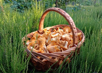 Chanterelle mushrooms in the forest. Yellow edible mushrooms on green moss