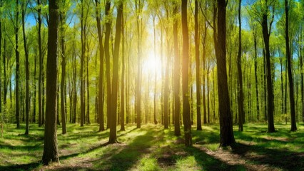 Fototapeta premium Vibrant spring forest with tall green trees illuminated by bright sunlight creating soft shadows on the lush grass under a clear blue sky.