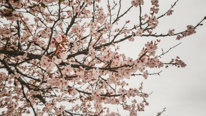Fototapeta premium Delicate pink Rowan blossoms clustered on dark branches against a soft white background creating a serene spring atmosphere.