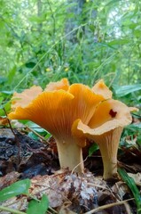 Chanterelle mushrooms in the forest. Yellow edible mushrooms on green moss