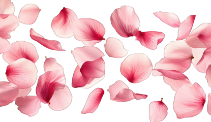 Pink flower petals floating in air, white background, vector illustration, simple lines, no shadows, high resolution, high quality, high detail, noise-free PNG format.