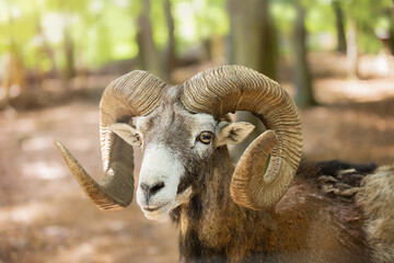 Portrait of a ram with large curled horns. Mouflon, Ovis gmelini, wild sheep. Animal portrait, frequent zoo resident. Ecotourism.