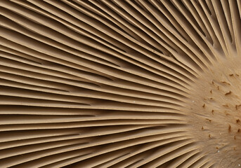 Abstract close-up of mushroom gills in soft beige tones with delicate textures
