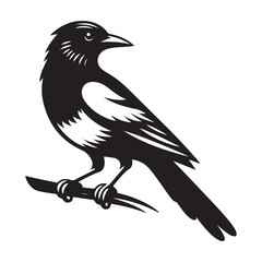 Magpie bird Silhouette Vector Illustration, Solid White Background.